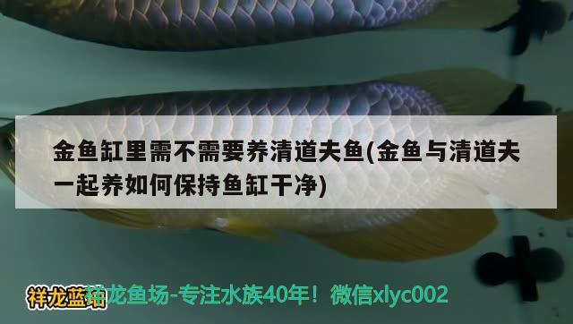 金魚缸里需不需要養(yǎng)清道夫魚(金魚與清道夫一起養(yǎng)如何保持魚缸干凈)