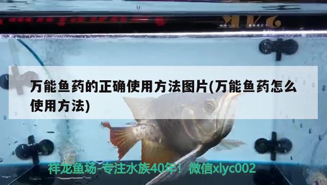 萬能魚藥的正確使用方法圖片(萬能魚藥怎么使用方法) 三間鼠魚