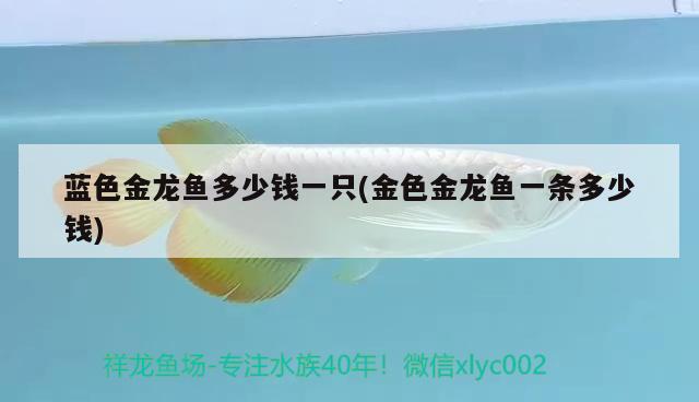 藍色金龍魚多少錢一只(金色金龍魚一條多少錢) 大正錦鯉魚