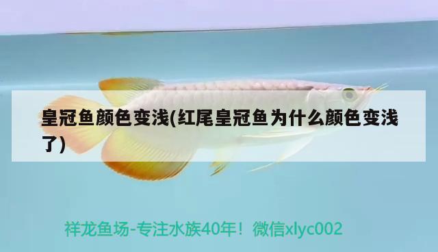 皇冠魚顏色變淺(紅尾皇冠魚為什么顏色變淺了) 紅頭利魚