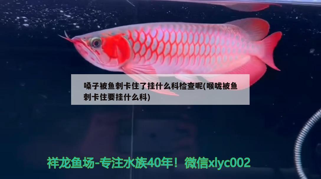 嗓子被魚刺卡住了掛什么科檢查呢(喉嚨被魚刺卡住要掛什么科)