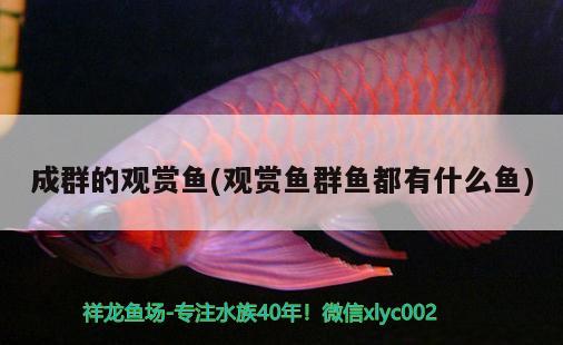 成群的觀賞魚(觀賞魚群魚都有什么魚) 銀龍魚苗