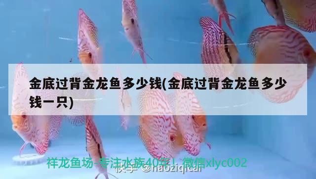 金底過背金龍魚多少錢(金底過背金龍魚多少錢一只) 金龍魚百科