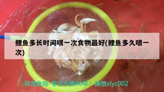 鯉魚多長(zhǎng)時(shí)間喂一次食物最好(鯉魚多久喂一次)