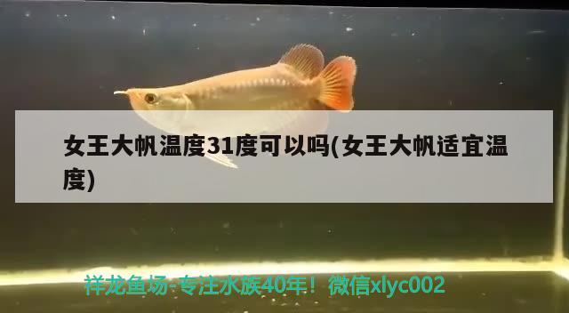 女王大帆溫度31度可以嗎(女王大帆適宜溫度) 女王大帆魚