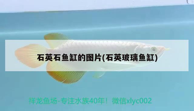 石英石魚缸的圖片(石英玻璃魚缸) 黃金斑馬魚