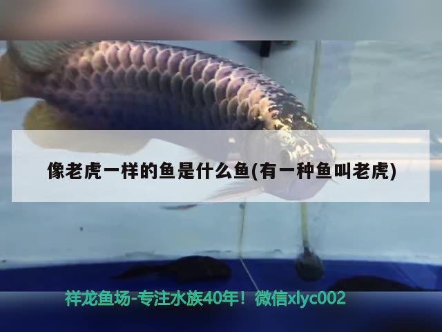 像老虎一樣的魚是什么魚(有一種魚叫老虎) 溫控設(shè)備