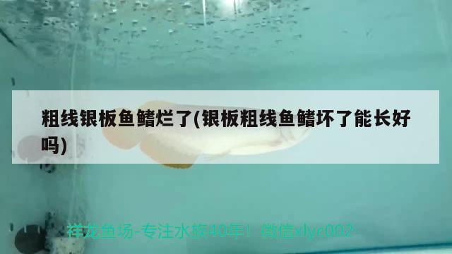 粗線銀板魚鰭爛了(銀板粗線魚鰭壞了能長好嗎) 龍魚疾病與治療