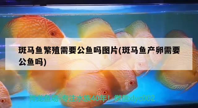 斑馬魚繁殖需要公魚嗎圖片(斑馬魚產(chǎn)卵需要公魚嗎) 粗線銀版魚苗