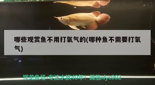 哪些觀賞魚不用打氧氣的(哪種魚不需要打氧氣) 大嘴鯨魚