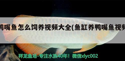 鴨嘴魚(yú)怎么飼養(yǎng)視頻大全(魚(yú)缸養(yǎng)鴨嘴魚(yú)視頻) 廣州龍魚(yú)批發(fā)市場(chǎng)