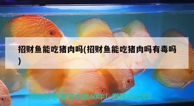 招財魚能吃豬肉嗎(招財魚能吃豬肉嗎有毒嗎)