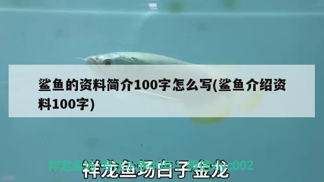 鯊魚的資料簡介100字怎么寫(鯊魚介紹資料100字) 元寶鳳凰魚專用魚糧