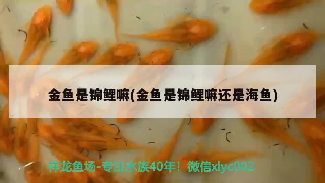 金魚是錦鯉嘛(金魚是錦鯉嘛還是海魚) 其他品牌魚缸