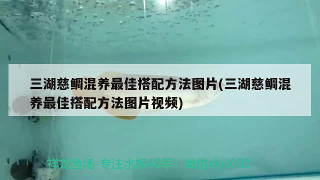 三湖慈鯛混養(yǎng)最佳搭配方法圖片(三湖慈鯛混養(yǎng)最佳搭配方法圖片視頻) 粗線銀版魚苗