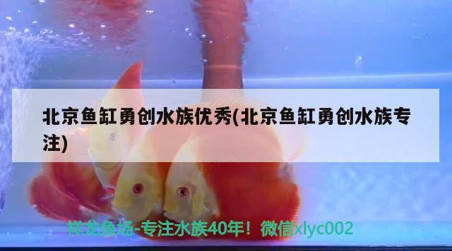 北京魚缸勇創(chuàng)水族優(yōu)秀(北京魚缸勇創(chuàng)水族專注)