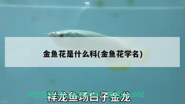 金魚花是什么科(金魚花學名) 白子球鯊魚