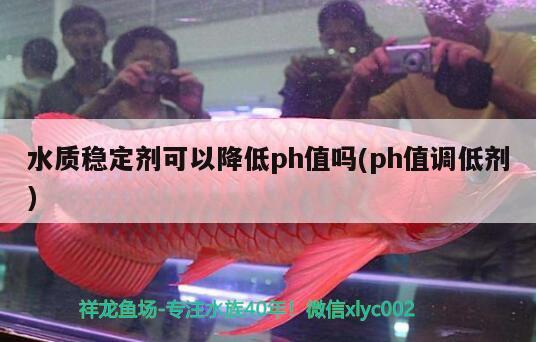 水質(zhì)穩(wěn)定劑可以降低ph值嗎(ph值調(diào)低劑) 一眉道人魚