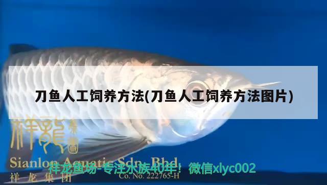 刀魚人工飼養(yǎng)方法(刀魚人工飼養(yǎng)方法圖片) 圣菲埃及魚