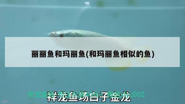 麗麗魚和瑪麗魚(和瑪麗魚相似的魚)