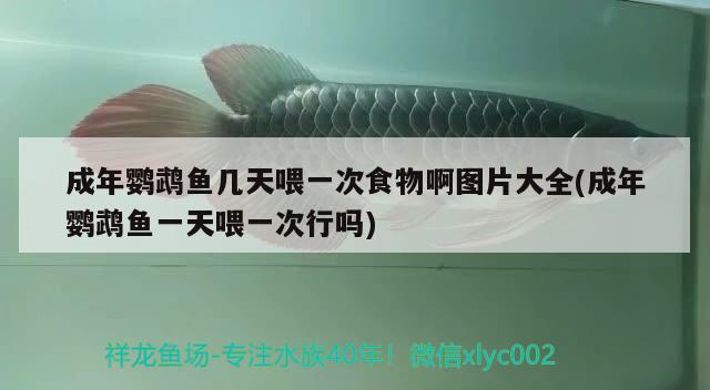 成年鸚鵡魚幾天喂一次食物啊圖片大全(成年鸚鵡魚一天喂一次行嗎) 鸚鵡魚