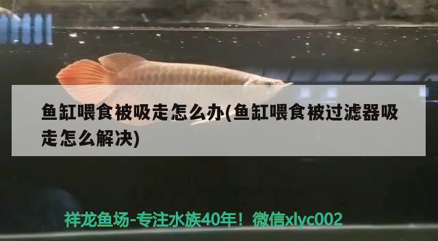 魚(yú)缸喂食被吸走怎么辦(魚(yú)缸喂食被過(guò)濾器吸走怎么解決) 鸚鵡魚(yú)