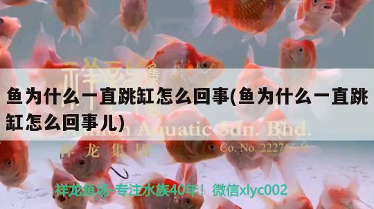 魚為什么一直跳缸怎么回事(魚為什么一直跳缸怎么回事兒)