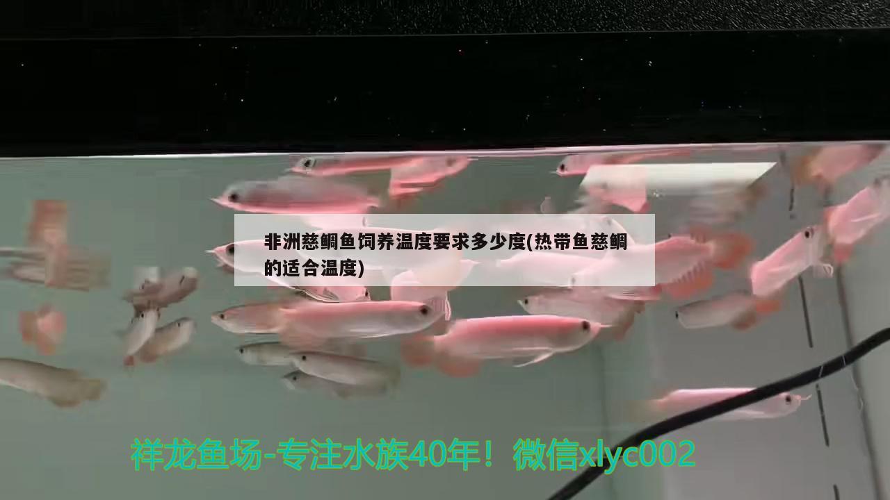 非洲慈鯛魚飼養(yǎng)溫度要求多少度(熱帶魚慈鯛的適合溫度)