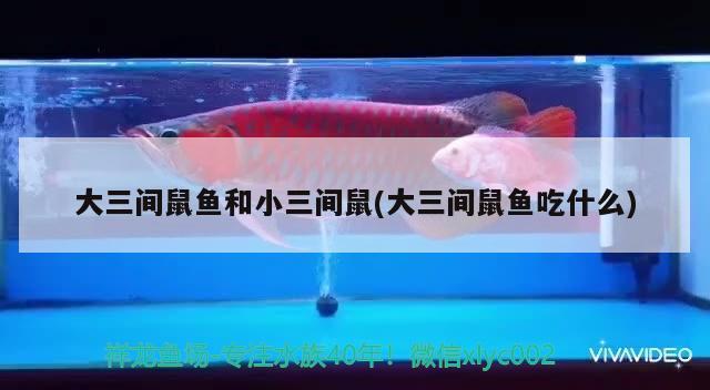 大三間鼠魚和小三間鼠(大三間鼠魚吃什么) 三間鼠魚