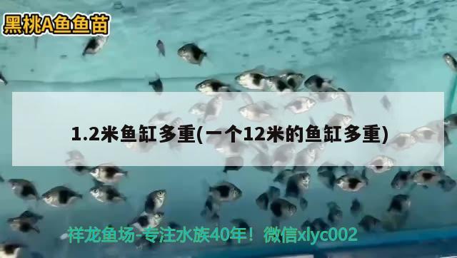 1.2米魚(yú)缸多重(一個(gè)12米的魚(yú)缸多重) 印尼三紋虎