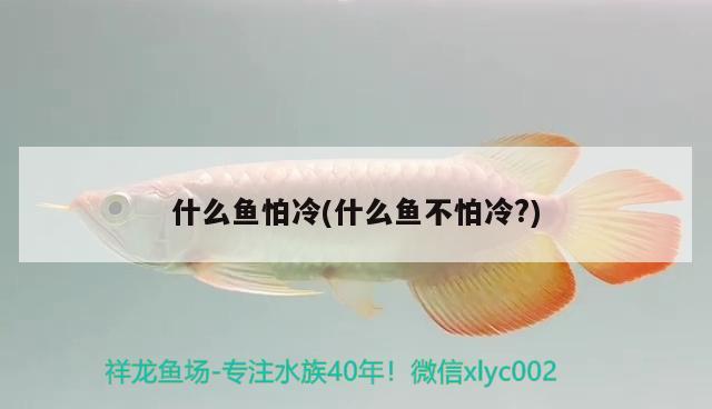 什么魚怕冷(什么魚不怕冷？) 斑馬鴨嘴魚苗