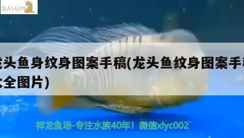 龍頭魚(yú)身紋身圖案手稿(龍頭魚(yú)紋身圖案手稿大全圖片) ?；?異型虎魚(yú)/純色虎魚(yú)