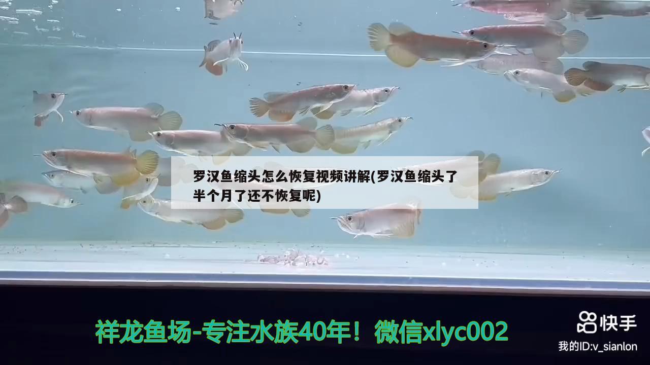 羅漢魚縮頭怎么恢復視頻講解(羅漢魚縮頭了半個月了還不恢復呢) 羅漢魚