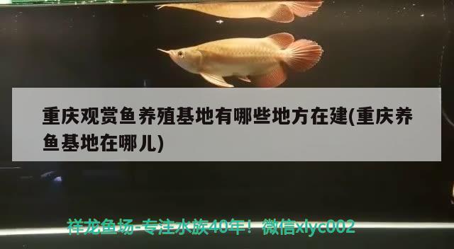 重慶觀賞魚養(yǎng)殖有哪些地方在建(重慶養(yǎng)魚在哪兒) 福滿鉆魚