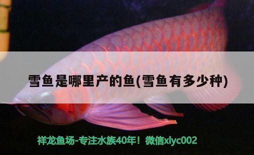 雪魚(yú)是哪里產(chǎn)的魚(yú)(雪魚(yú)有多少種) 白子銀版魚(yú)