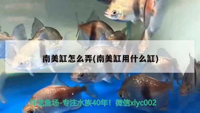 南美缸怎么弄(南美缸用什么缸) 一眉道人魚