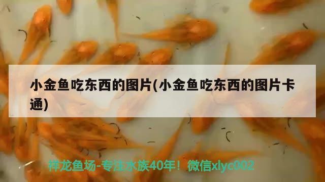 小金魚吃東西的圖片(小金魚吃東西的圖片卡通) 白子關(guān)刀魚苗