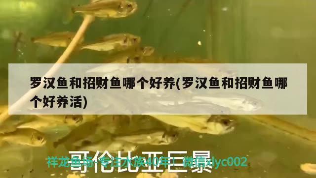 羅漢魚和招財魚哪個好養(yǎng)(羅漢魚和招財魚哪個好養(yǎng)活) 羅漢魚