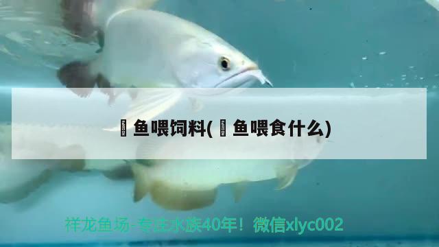 魟魚喂飼料(魟魚喂食什么) 檸檬鯽