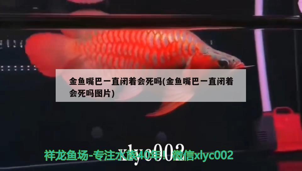 金魚嘴巴一直閉著會死嗎(金魚嘴巴一直閉著會死嗎圖片) 元寶鯽