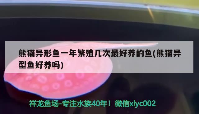 熊貓異形魚一年繁殖幾次最好養(yǎng)的魚(熊貓異型魚好養(yǎng)嗎) 三間鼠魚苗