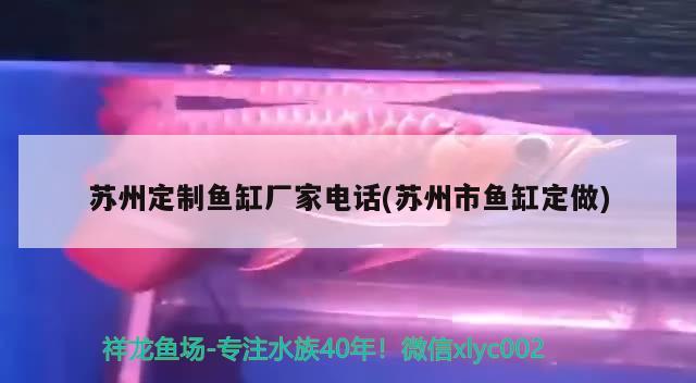 蘇州定制魚缸廠家電話(蘇州市魚缸定做) 皇冠黑白魟魚