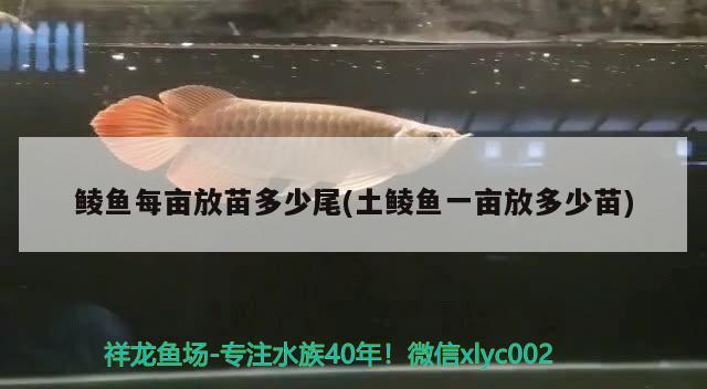 鯪魚每畝放苗多少尾(土鯪魚一畝放多少苗) 綠皮皇冠豹魚