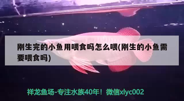 剛生完的小魚用喂食嗎怎么喂(剛生的小魚需要喂食嗎) 白子黃化銀龍魚