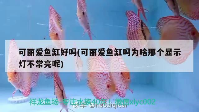 可麗愛(ài)魚(yú)缸好嗎(可麗愛(ài)魚(yú)缸嗎為啥那個(gè)顯示燈不常亮呢) 過(guò)背金龍魚(yú)