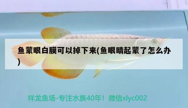 魚蒙眼白膜可以掉下來(魚眼睛起蒙了怎么辦)