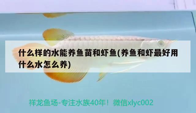 什么樣的水能養(yǎng)魚苗和蝦魚(養(yǎng)魚和蝦最好用什么水怎么養(yǎng)) 三間鼠魚 第2張