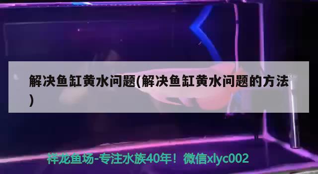 解決魚缸黃水問題(解決魚缸黃水問題的方法) 祥龍金禾金龍魚