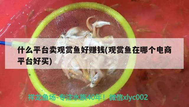 什么平臺賣觀賞魚好賺錢(觀賞魚在哪個電商平臺好買) 九鼎魚缸