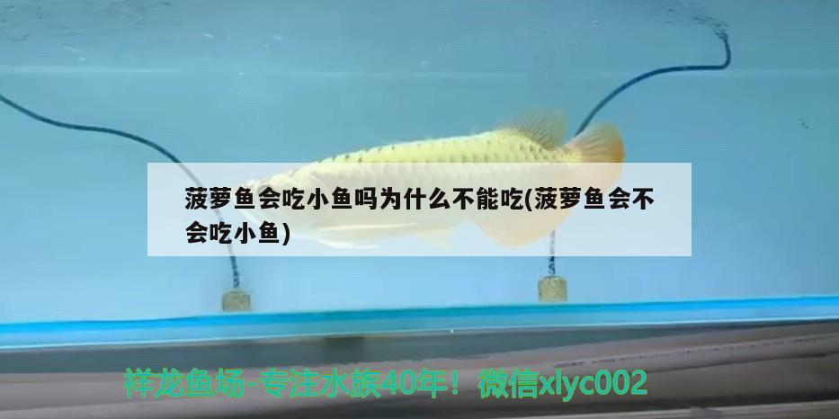 菠蘿魚會吃小魚嗎為什么不能吃(菠蘿魚會不會吃小魚)